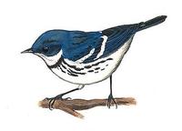 Image of: Dendroica cerulea (cerulean warbler)