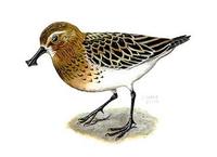 Image of: Eurynorhynchus pygmeus (spoon-billed sandpiper)