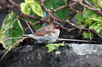 Image of: Lonchura punctulata (scaly-breasted munia)