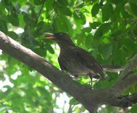 Image of: Margarops fuscatus (pearly-eyed thrasher)