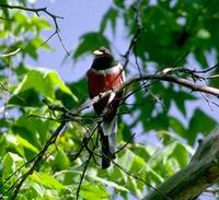 Image of: Trogon elegans (elegant trogon)