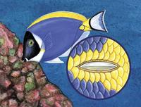 Image of: Acanthurus leucosternon, Acanthuridae (surgeonfishes and tangs)