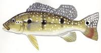 Image of: Cichla temensis (speckled pavon)