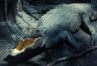 Image of: Crocodylus moreletii (Morelet's crocodile)