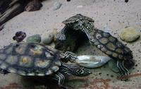 Image of: Graptemys flavimaculata (sawback turtle)