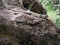 Image of: Sceloporus poinsettii (crevice spiny lizard)