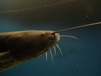 Silurus glanis