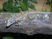 Anolis bartschi