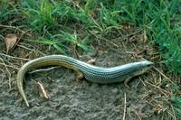 Plestiodon obsoletus - Great Plains Skink