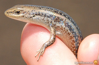 Carlia tetradactyla