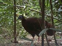 Bulwer's Pheasant - Lophura bulweri