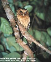 Reddish Scops Owl - Otus rufescens