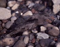 Bulwer's Petrel - Bulweria bulwerii