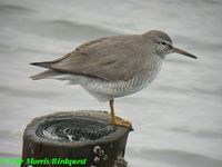 Grey-tailed Tattler - Heteroscelus brevipes