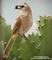 Yellow-vented Bulbul - Pycnonotus goiavier