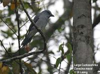 Javan Cuckooshrike - Coracina javensis