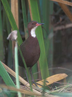 White-throated (Cuvier's) Rail (Dryolimnas cuvieri) photo