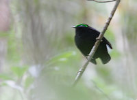 Velvet Asity (Philepitta castanea) photo