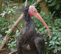 Waldrapp Ibis - Geronticus eremita