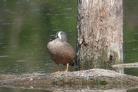 Blue-winged Teal - Anas discors