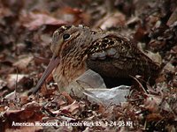 American Woodcock - Scolopax minor