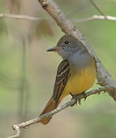 Great Crested Flycatcher (Myiarchus crinitus) photo