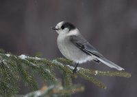 Gray Jay (Perisoreus canadensis) photo