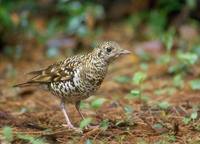 Scaly (White's) Thrush (Zoothera dauma) photo