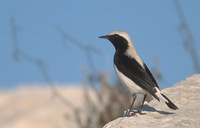 Finsch's Wheatear (Oenanthe finschii) photo