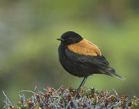 Austral Negrito (Lessonia rufa) photo