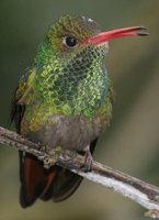 Rufous-tailed Hummingbird - Amazilia tzacatl