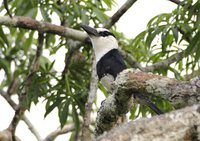 White-necked Puffbird - Notharchus macrorhynchos