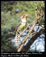 Red-and-yellow Barbet - Trachyphonus erythrocephalus