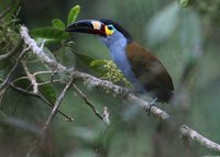 Plate-billed Mountain-Toucan - Andigena laminirostris