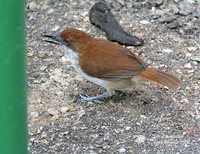 Great Antshrike - Taraba major