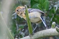 Pectoral Antwren - Herpsilochmus pectoralis