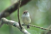 Scale-crested Pygmy-Tyrant - Lophotriccus pileatus