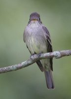 Eastern Wood-Pewee - Contopus virens