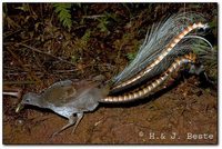 Superb Lyrebird - Menura novaehollandiae