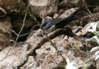 Brown-bellied Swallow - Notiochelidon murina