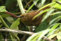 Sharpe's Wren - Cinnycerthia olivascens