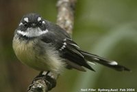 Gray Fantail - Rhipidura fuliginosa