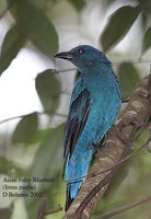 Asian Fairy-bluebird - Irena puella