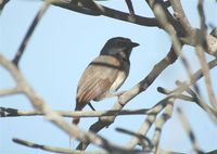 Red-shouldered Vanga - Calicalicus rufocarpalis