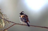 Cape Sparrow - Passer melanurus