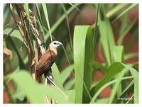 White-headed Munia - Lonchura maja