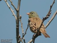 Ortolan Bunting - Emberiza hortulana