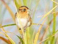 Nelson's Sharp-tailed Sparrow - Ammodramus nelsoni