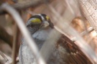 White-throated Sparrow - Zonotrichia albicollis