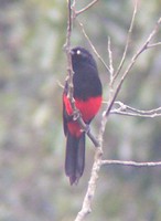 Red-bellied Grackle - Hypopyrrhus pyrohypogaster